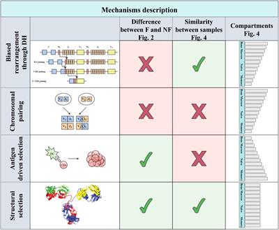 Shared bias in H chain V-J pairing in naive and memory B cells